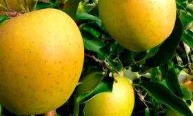 Раш Голден Делишес1 Яблоня Голден Делишес21