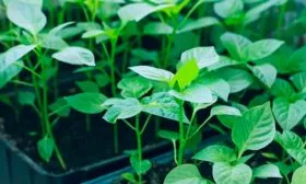 рассада перец Испанский бык10