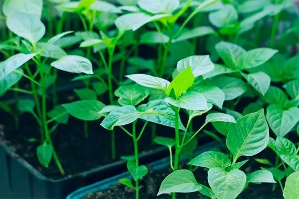 рассада перец Испанский бык10