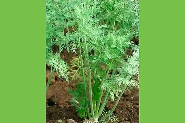 растение укропа Лохматый лев10