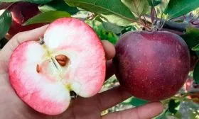 размер плода яблони Байя Мариса12