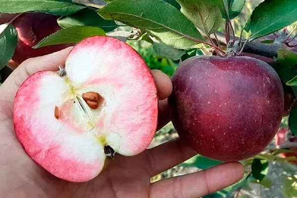 размер плода яблони Байя Мариса12