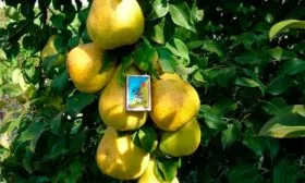 размер плодов