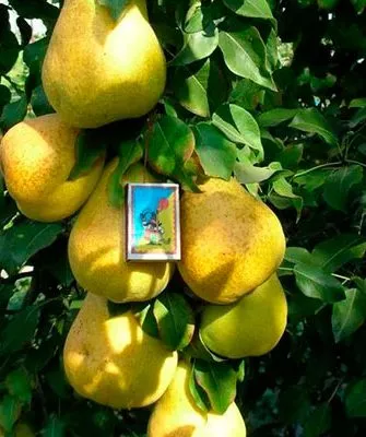 размер плодов груша Санреми10