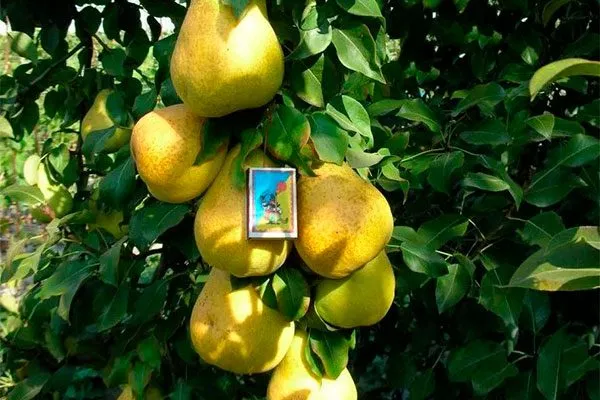 размер плодов груша Санреми10