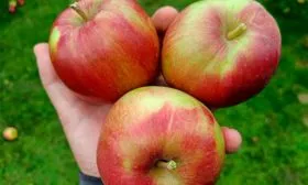 размер яблок