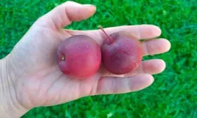 размер яблок яблони Китайка Керр17