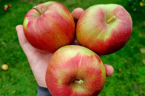 размер яблок