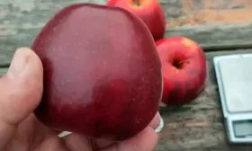 размер яблони Чёрный принц14