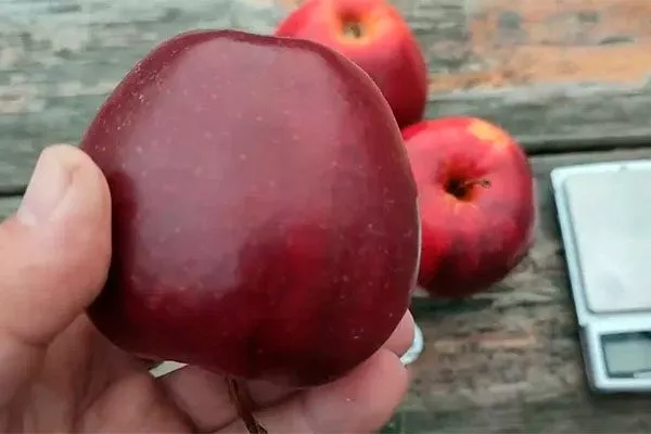 размер яблони Чёрный принц14