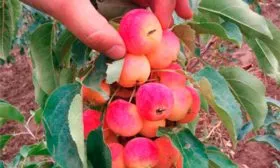 размер яблони Райская16