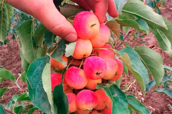 размер яблони Райская16