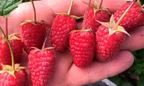 размер ягод малины Малиновая гряда13