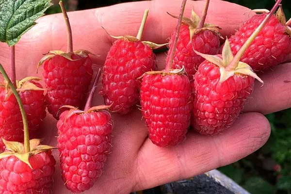 размер ягод малины Малиновая гряда13