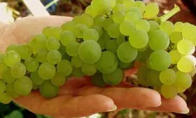 размер ягод винограда Мальвазия23