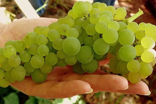 размер ягод винограда Мальвазия23