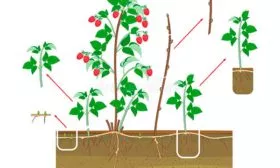 Размножение малины Малиновая гряда14