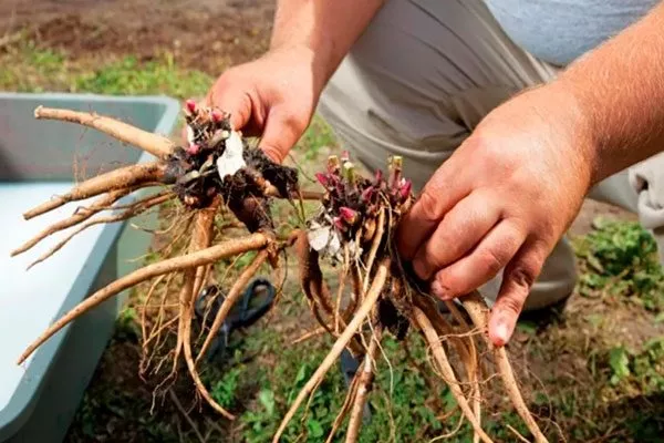 Размножение пиона Сонома Хало14