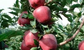 Ред Чиф яблони Память Ульянищева12