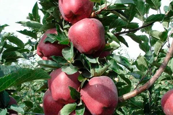 Ред Чиф яблони Память Ульянищева12