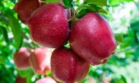 Ред Делишес