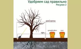 Рекомендации по уходу яблок Веньяминовское5