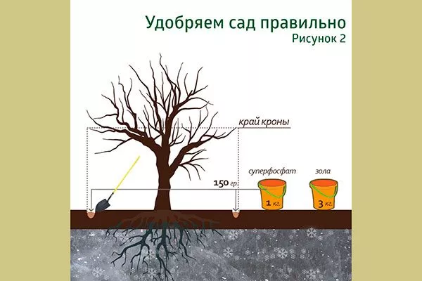 Рекомендации по уходу яблок Веньяминовское5