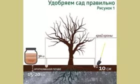 Рекомендации по уходу2 яблок Веньяминовское6