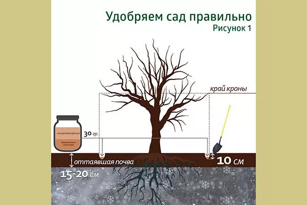 Рекомендации по уходу2 яблок Веньяминовское6