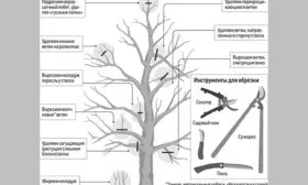 Рекомендации по уходу3 яблок Веньяминовское7