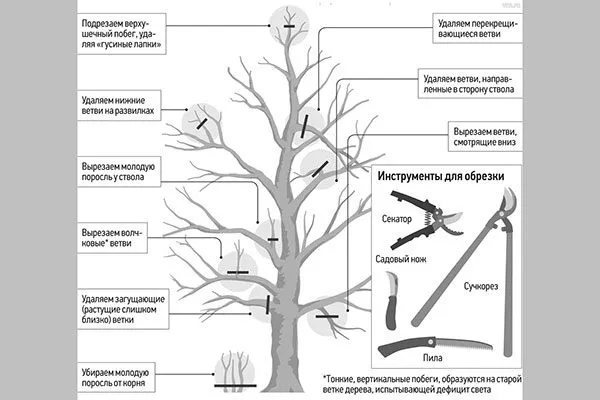 Рекомендации по уходу3 яблок Веньяминовское7