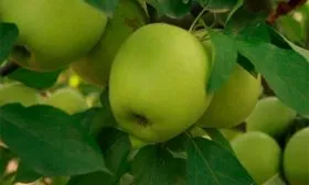 Рейнджерс Голден Делишес Яблоня Голден Делишес22