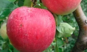 Рождественское