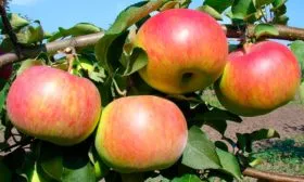 Рождественское яблони Строевское13