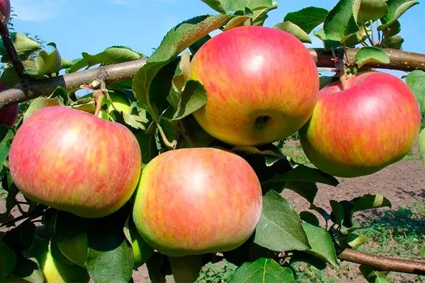 Рождественское яблони Строевское13