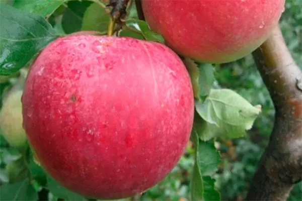 Рождественское