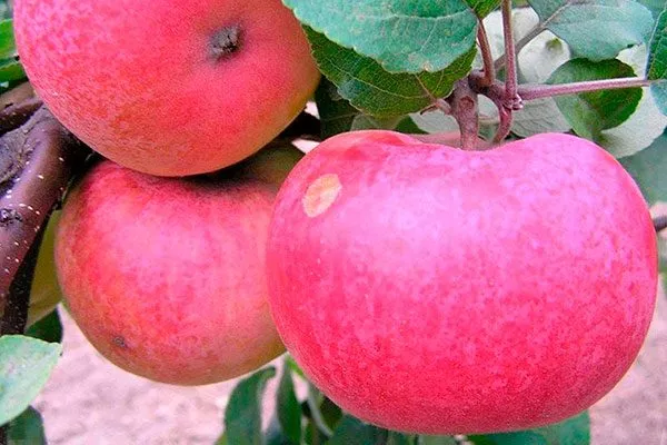Розовый Яблоня Аркад15