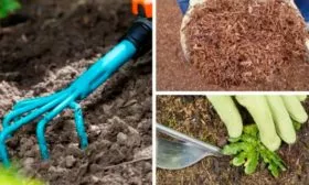 Рыхление и мульчирование груша Санреми11