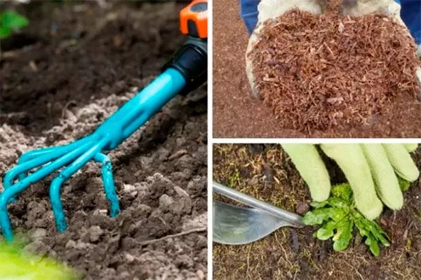 Рыхление и мульчирование груша Санреми11