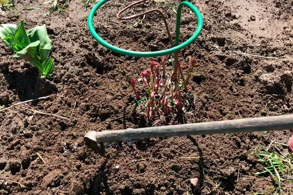 рыхление пионов Макинак гранд12