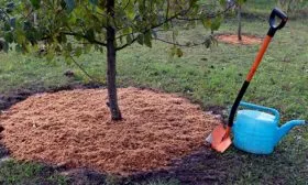 Рыхление почвы, полив, подкормки яблони Красное раннее20