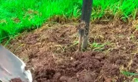 Рыхление почвы, поливы