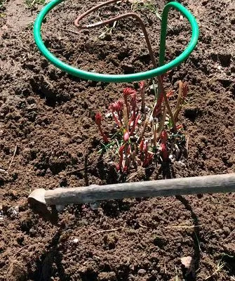 Рыхления пиона Сонома Хало15