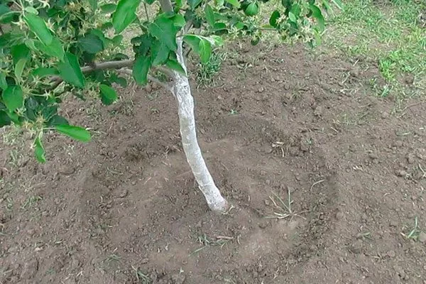 Рыхления яблони Апорт20