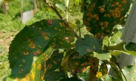 ржавчина яблони Ветеран17