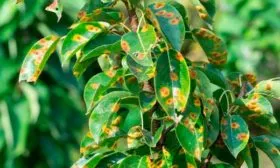 Ржавчина Яблоня Бельфлёр-китайка11