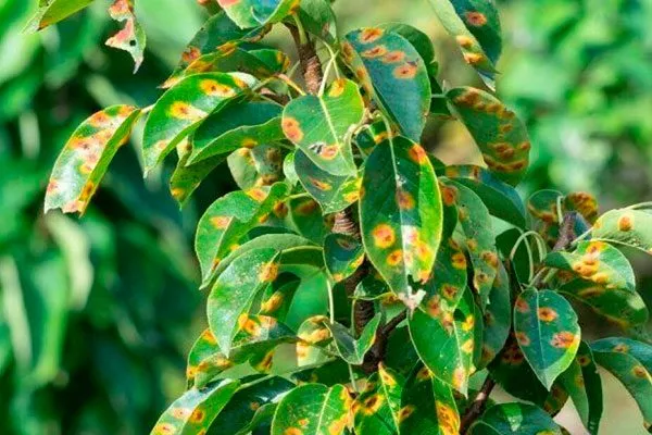 Ржавчина Яблоня Бельфлёр-китайка11