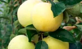 Сахарный Яблоня Аркад16