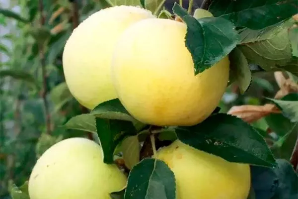 Сахарный Яблоня Аркад16