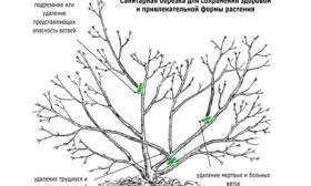 Санитарная